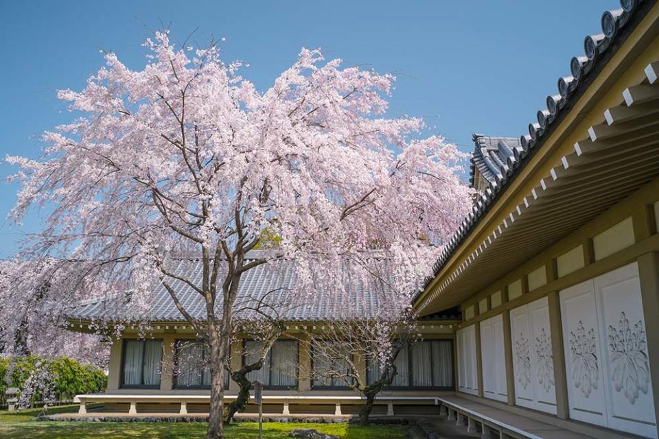 醍醐寺（Image Source : Getty Creative）