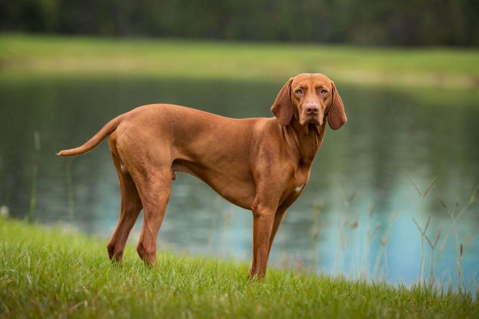 brown dog breeds vizsla