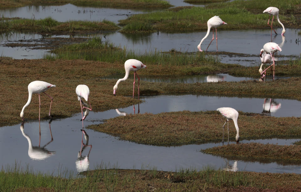 FILE - Flamingoes feed in the popular Berg River estuary in Velddrif, South Africa, Monday Sept. 14, 2020. The alteration of weather patterns like the ongoing drought in east and central Africa chiefly driven by climate change is severely undermining natural water systems devastating livelihoods and now threatening the survival of most of the world’s famed migratory bird species. (AP Photo/Nardus Engelbrecht, File)