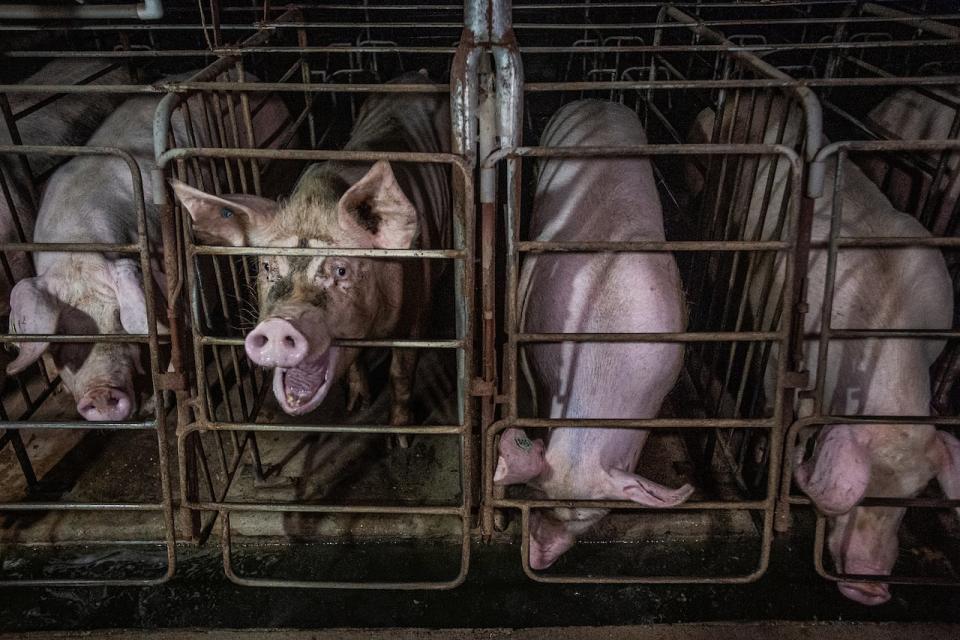 In many countries, gestation crates are the cages that impregnated adult female pigs, also referred to as sows, are kept in for all but the last five to ten days of their pregnancies. For the nearly four months of their gestation, they live inside a cage that is just larger than the size of their bodies, roughly two by seven feet. They can lie down, sit, and stand but cannot turn around, walk, avoid the aggression from sows in neighbouring stalls, or respond to changes in the environmental temperature. Millions of pigs live in these extremely constricted spaces every day, despite many countries banning the practice on the grounds of animal welfare. Gestation crates are also known as sow stalls.  Proponents of the crates claim that they are necessary to prevent fighting among the pigs, while those in opposition say that the crates constitute animal abuse. We do know that living in these conditions, often in darkness, does not allow for the animals' natural behaviours, and research shows that the animals in crates exhibit expressions of stress, fear, boredom, and despondency. The crates do not have bedding, and the pigs lie on slatted plastic, metal, or concrete floors, to allow for the flow of waste to be easily collected in pits beneath them. Nevertheless, pigs living in gestation crates, as seen in these photographs, are often living in their waste, and their bodies are filthy.