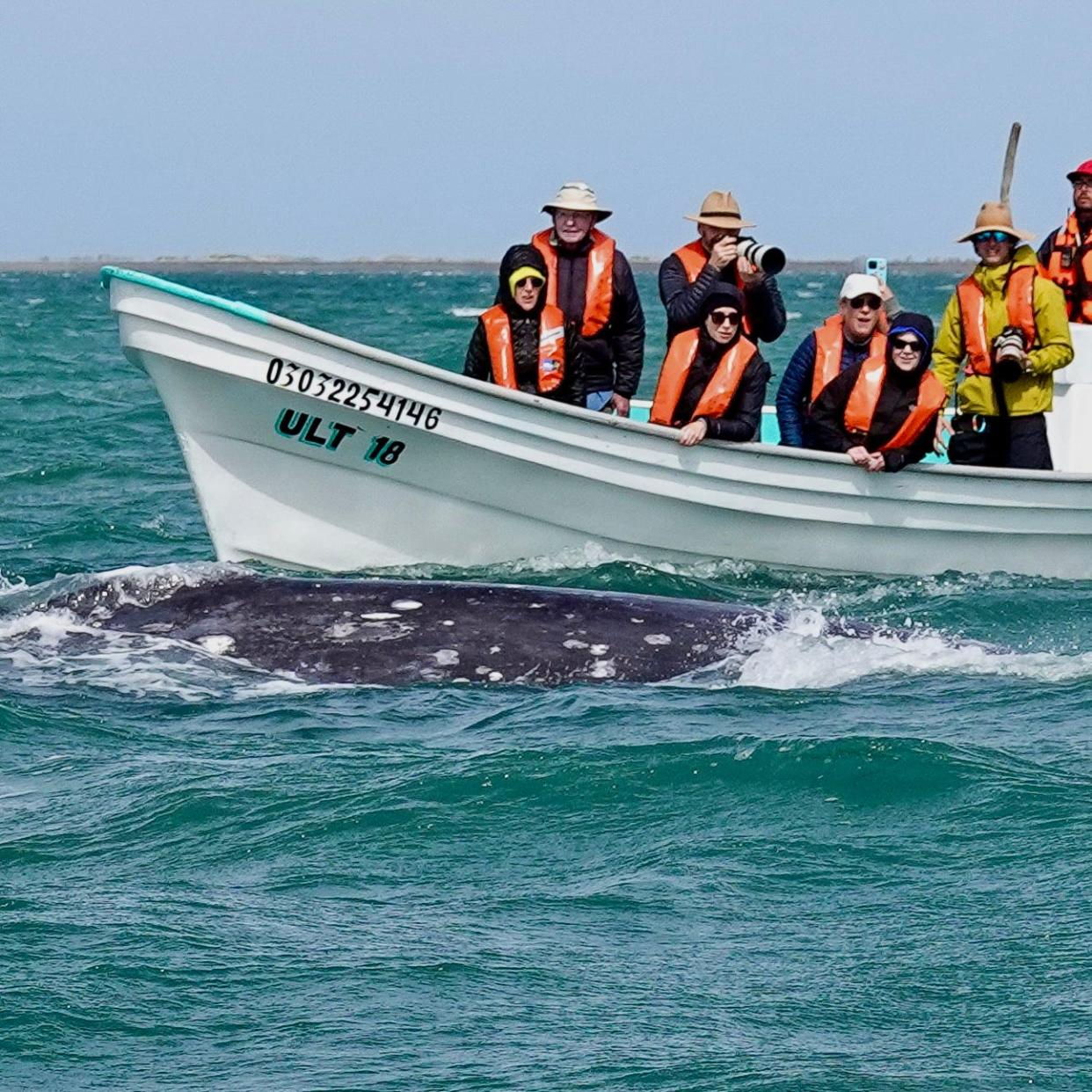 A small boat holding tourists looking at a gray whale in the water.