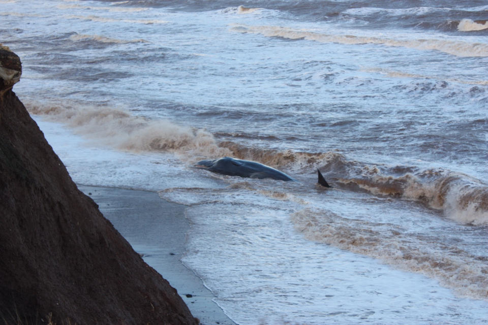 Sperm whales have been stranded off the East Yorkshire coast. (PA)