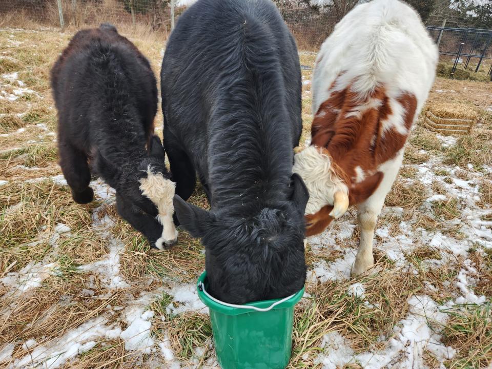 Three bulls, discovered in "deplorable" conditions in New York are being moved today to a sanctuary in New Jersey.