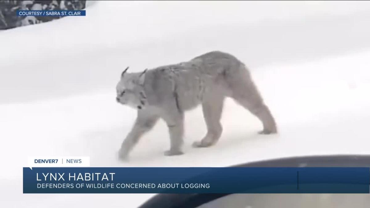 Canada Lynx  Defenders of Wildlife