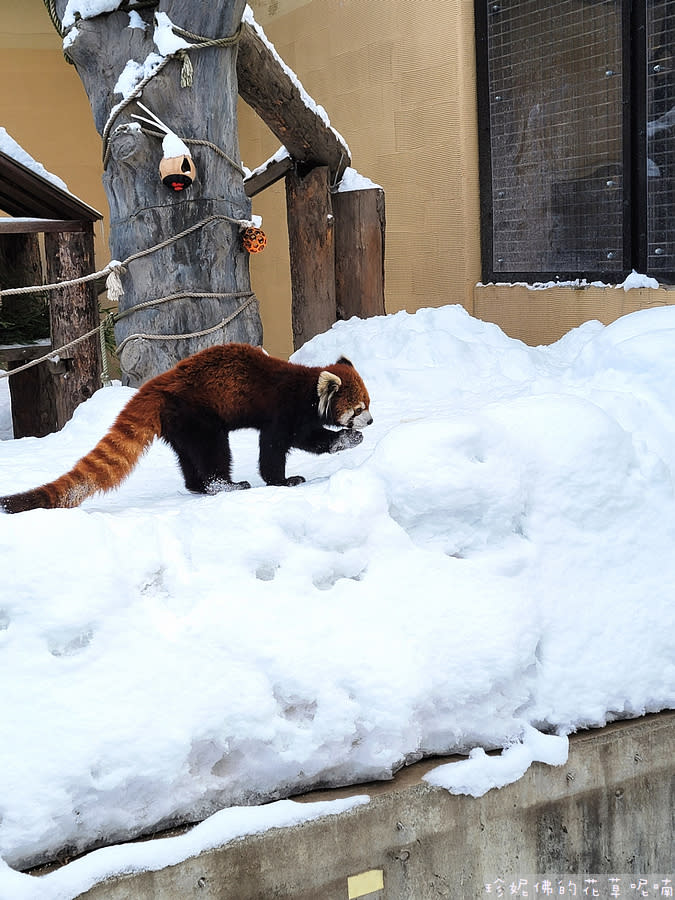 日本北海道｜旭川動物園、拉麵村、札幌大通公園、狸小路