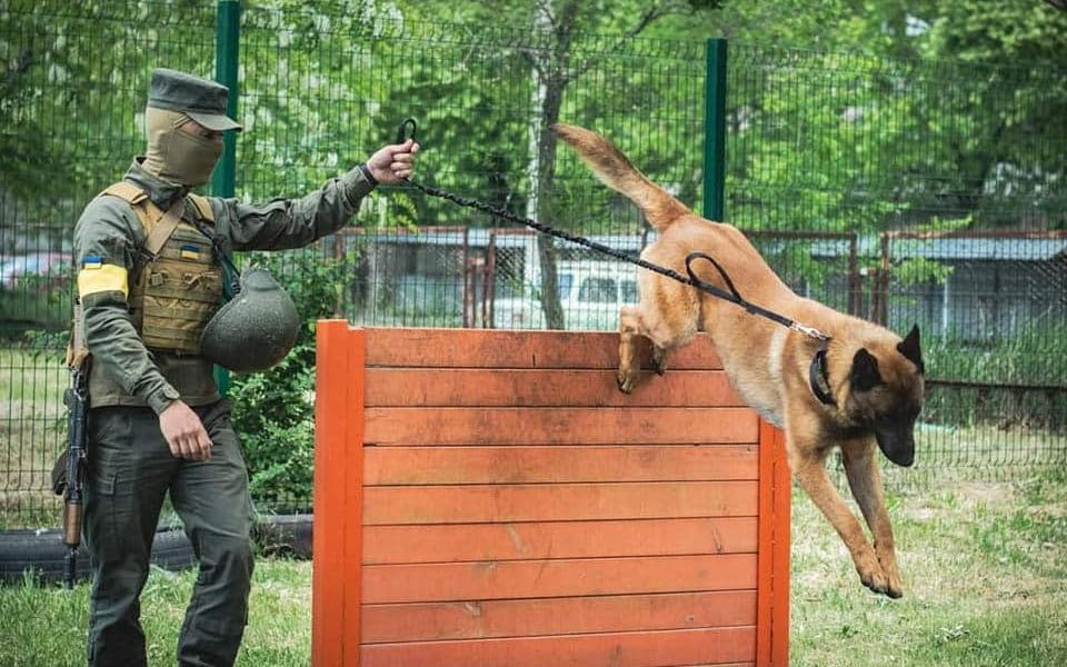 A special forces dog who was trained to fight for Russia has joined the Ukraine national guard and is training to work on the front line -  Ukraine National Guard/Triangle News