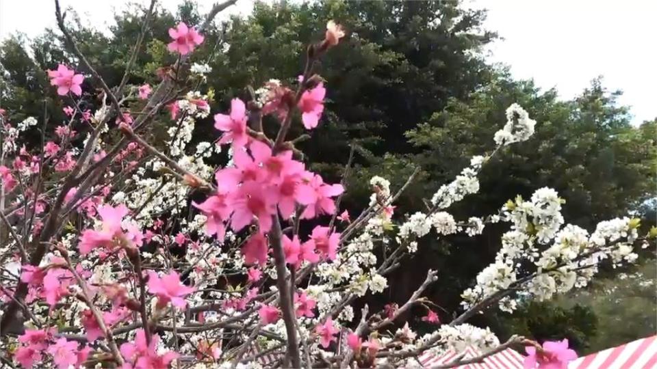 繁花錦簇！彰化芬園黃花風鈴木盛開　花壇鄉虎山巖李花美不勝收