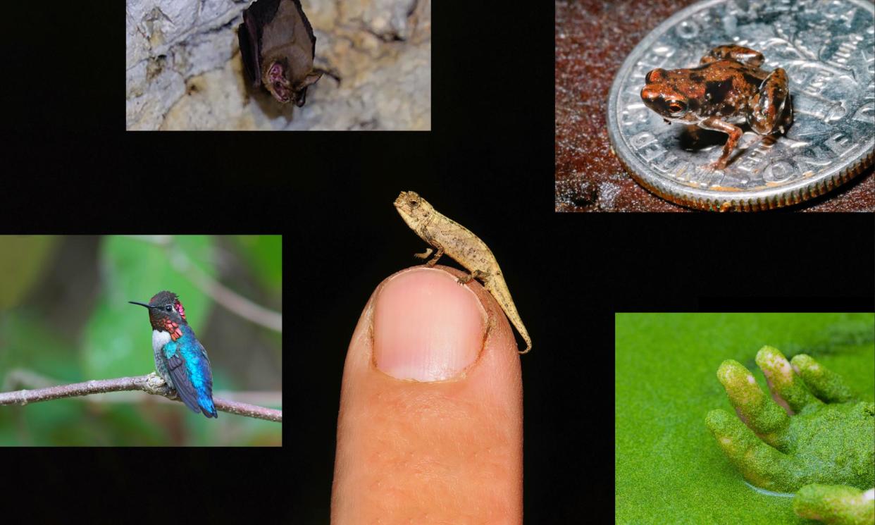 <span>Clockwise from top left: a bumblebee bat, contender for world’s smallest mammal; a microhylid frog (<em>Paedophryne amauensis)</em>; <em>Wolffia globosa</em>, or duckweed; the nano-chameleon (<em>Brookesia nana)</em>; and a bee hummingbird.</span><span>Composite: Ap, Alamy, Getty, LSU, PISBS Hong Kong</span>