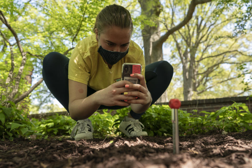 Virginia Borda gathers soil temperatures at eight inches below the surface as part of an undergraduate class project measuring soil temperatures to test for urban heat island effects on time and density of cicada emergence, Tuesday, April 20, 2021, on the University of Maryland Campus in College Park, Md. The bugs only emerge in large numbers when the ground temperature reaches 64 degrees. That’s happening earlier in the calendar in recent years because of climate change, says entomologist Gene Kritsky. Before 1950 they used to emerge at the end of May; now they’re coming out weeks earlier. (AP Photo/Carolyn Kaster)