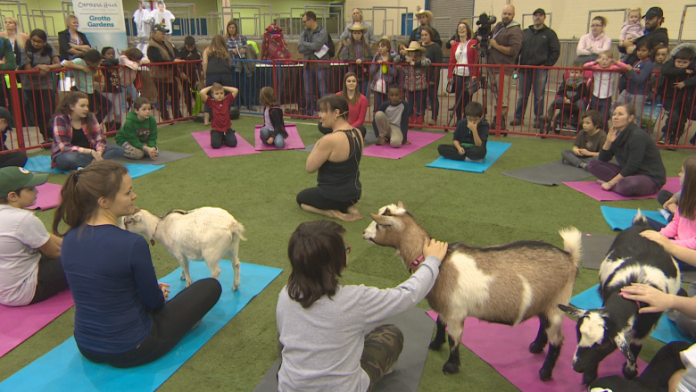 Canadian Western Agribition kicks off in Regina with goat yoga