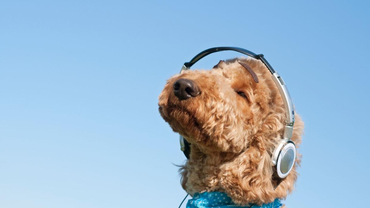 Dog listening to music with headphones