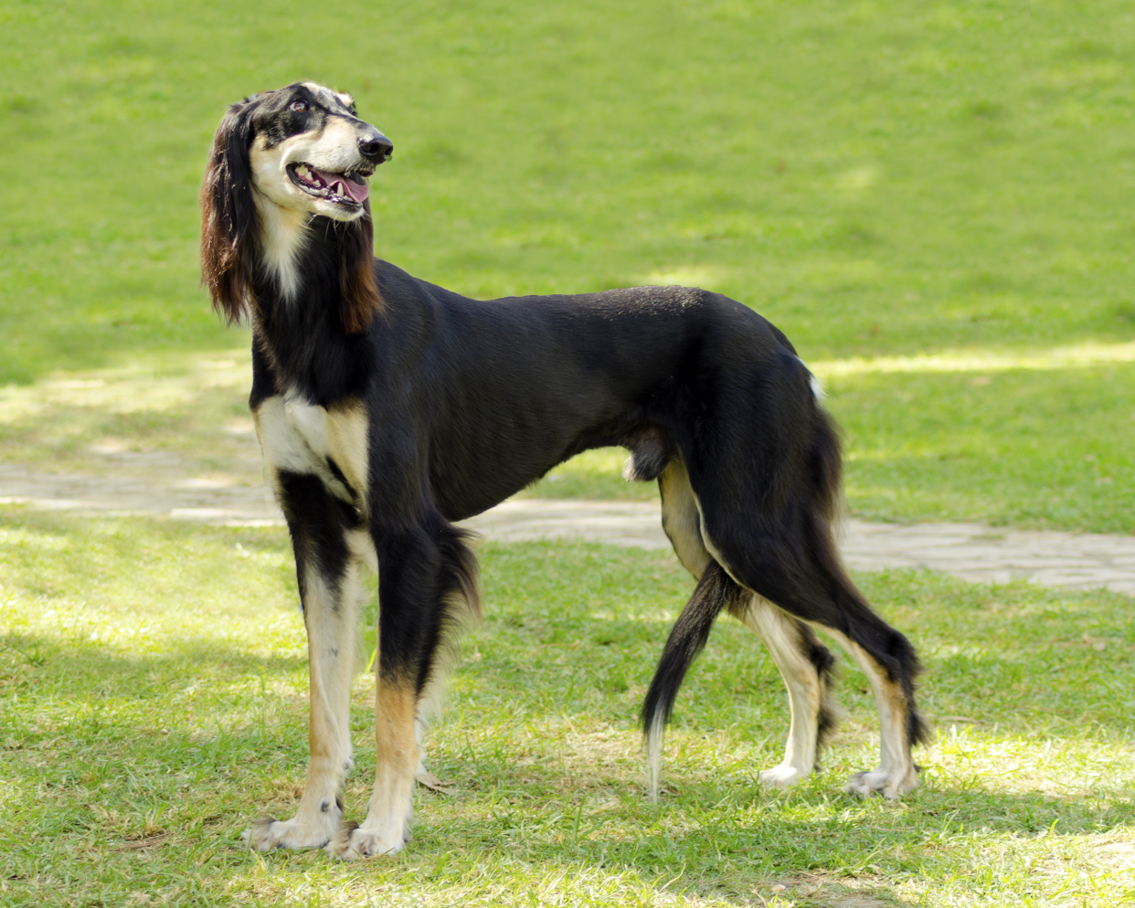 Cheerful black and tan Saluki on the grass, looking up with a stone walkway in the background