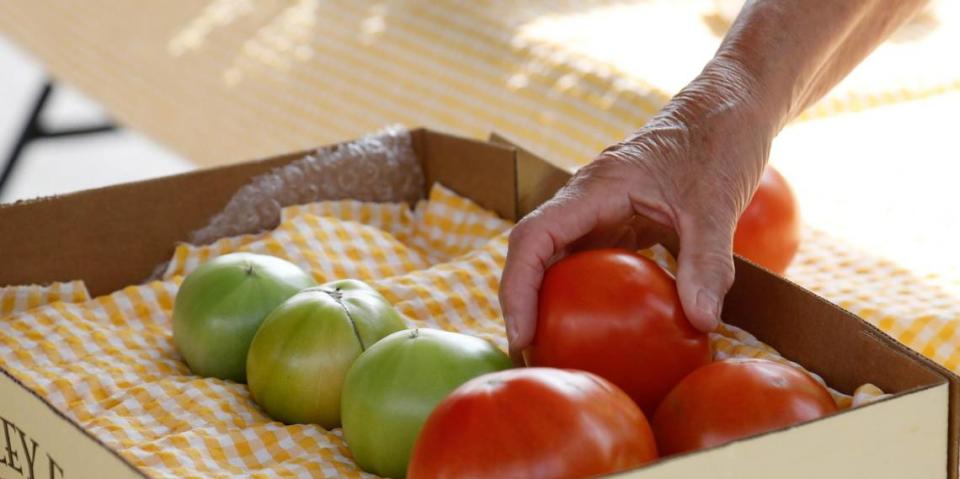 A customer picks up a tomato from Henkle’s Herbs & Heirlooms’ booth on Saturday, June 17, 2023 at the Fifth Third Pavilion in Lexington, Ky. Tomatoes are popular product at the local downtown market.