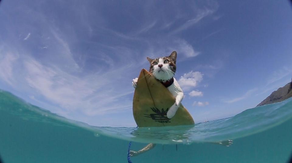 Hokule’a not only doesn't mind getting wet – he likes to hang onto the board when his humans go surfing.