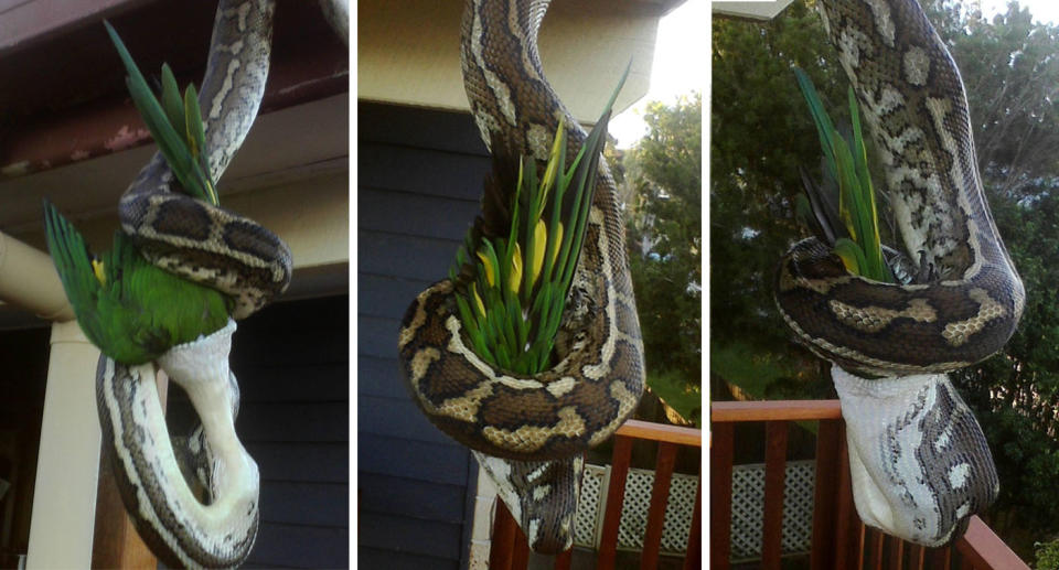 The huge python gorges on this giant rainbow lorikeet on the veranda of a Cannon Hill home in Brisbane, Queensland.