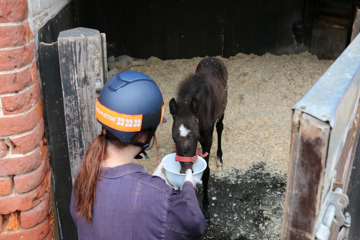 Ruby the foal has been rescued by Redwings <i>(Image: Redwings)</i>