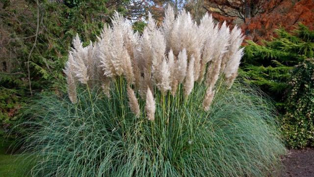 PINK Pampas Grass Perennial Ornamental 1 Live Plant Fast Growing Plants  SALE 