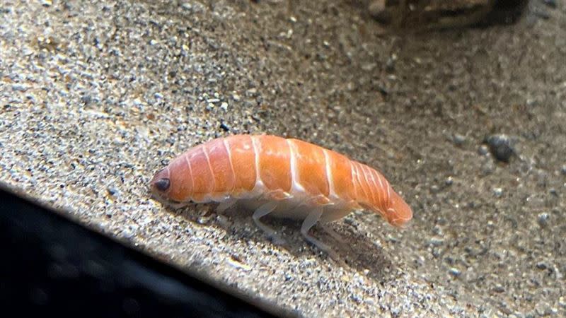 生物外觀神似鮭魚壽司。（圖／翻攝自日本福島藍寶石水族館推特）