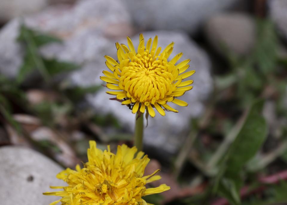 Dandelion weeds are making a reappearance at the start of spring in 2019.Apr. 5, 2019