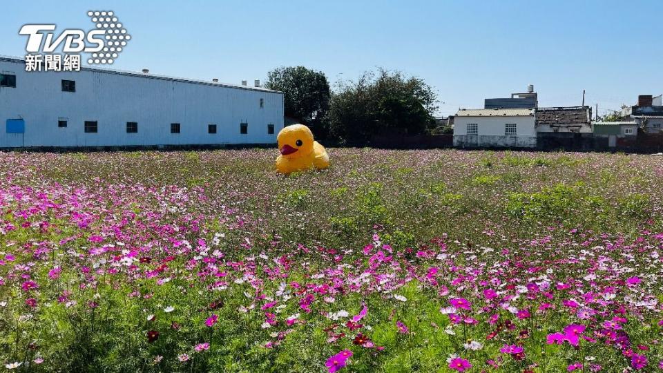 波斯菊花海由鄉公所補助種子。（圖/陳祁 攝）