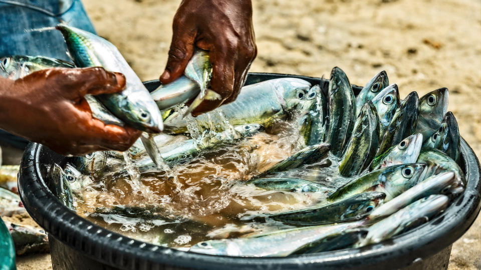 Bucket of fish fresh from sea