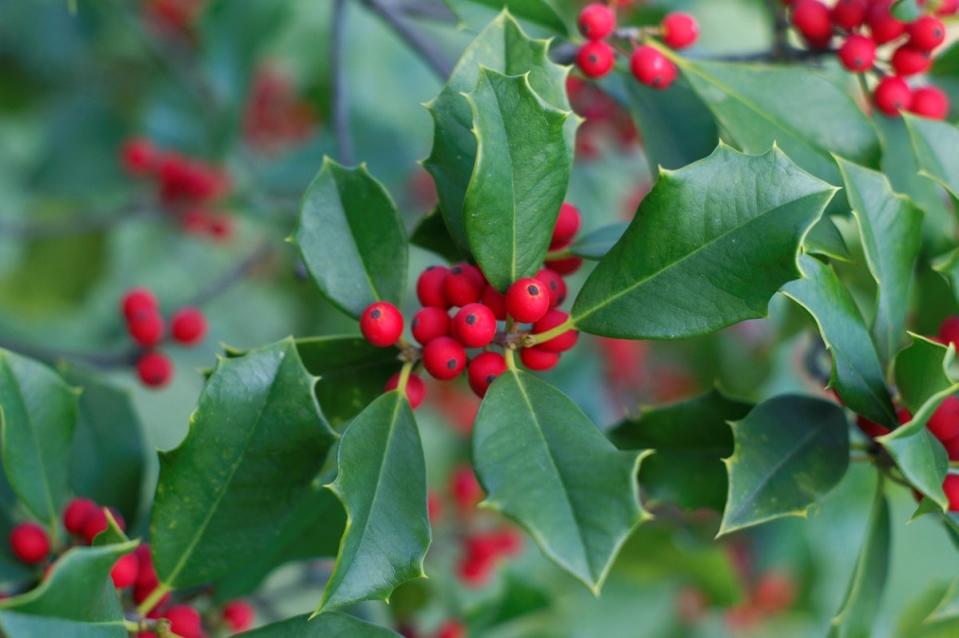 American holly plant with red berries