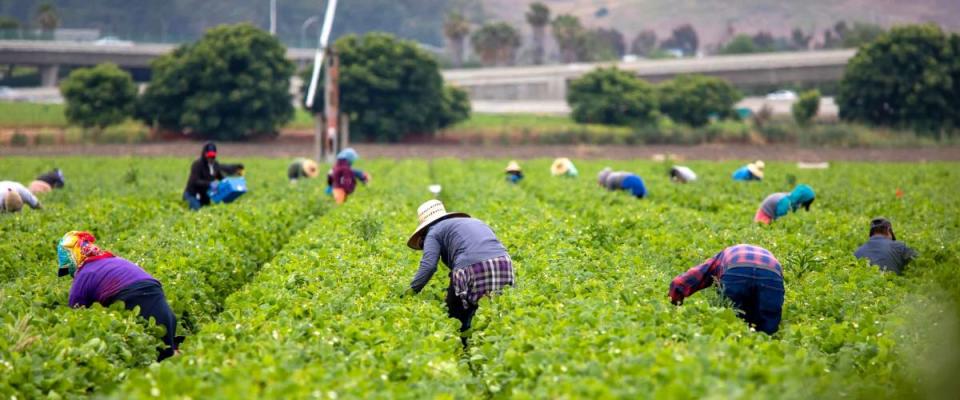 Farm workers picking strawberries in a Field