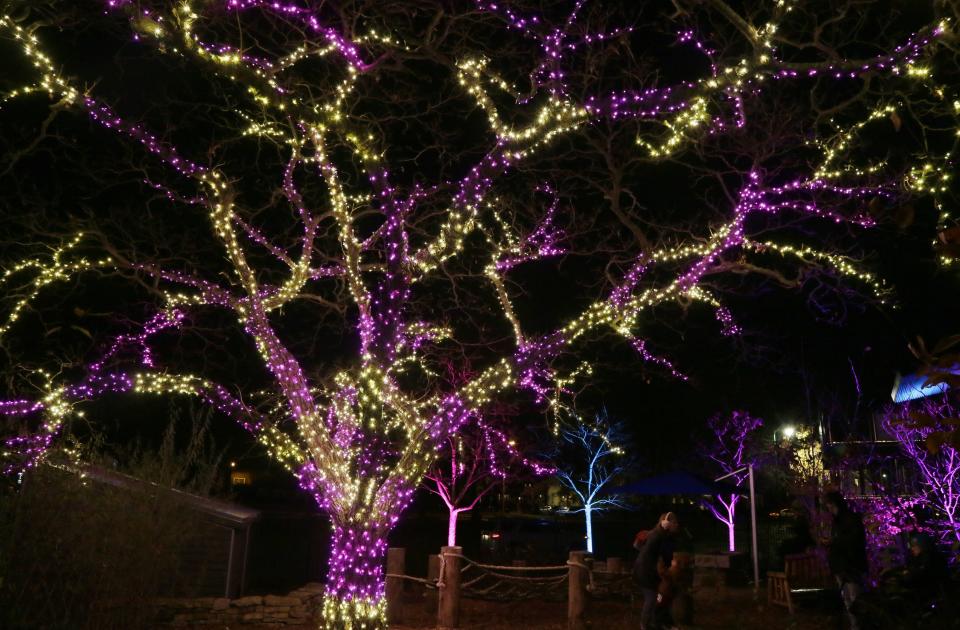 A tree with stretching branches is lit inside the Franklin Park Conservatory in Columbus for the Conservatory Aglow event.