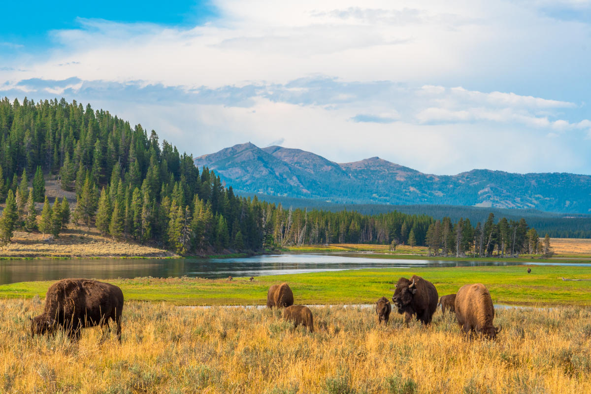 #Man pleads guilty to picking up Yellowstone bison calf that was rejected by herd, euthanized