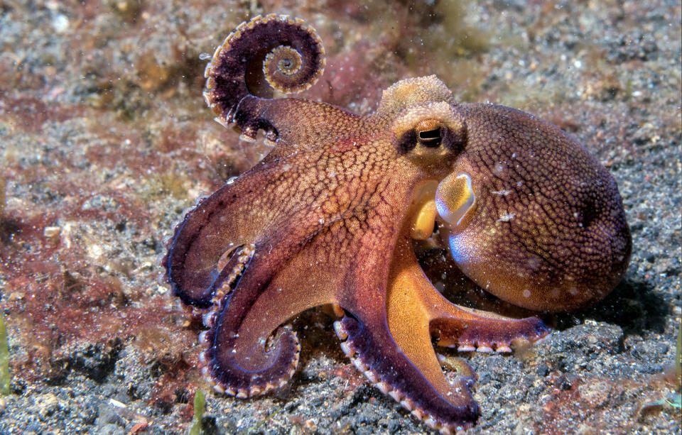 An octopus on the sea floor