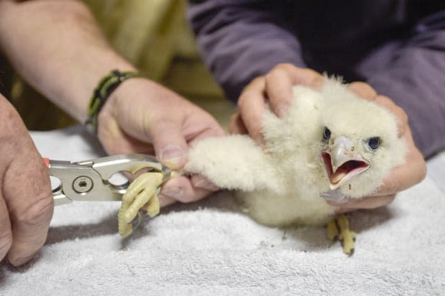 Peregrine falcon chicks