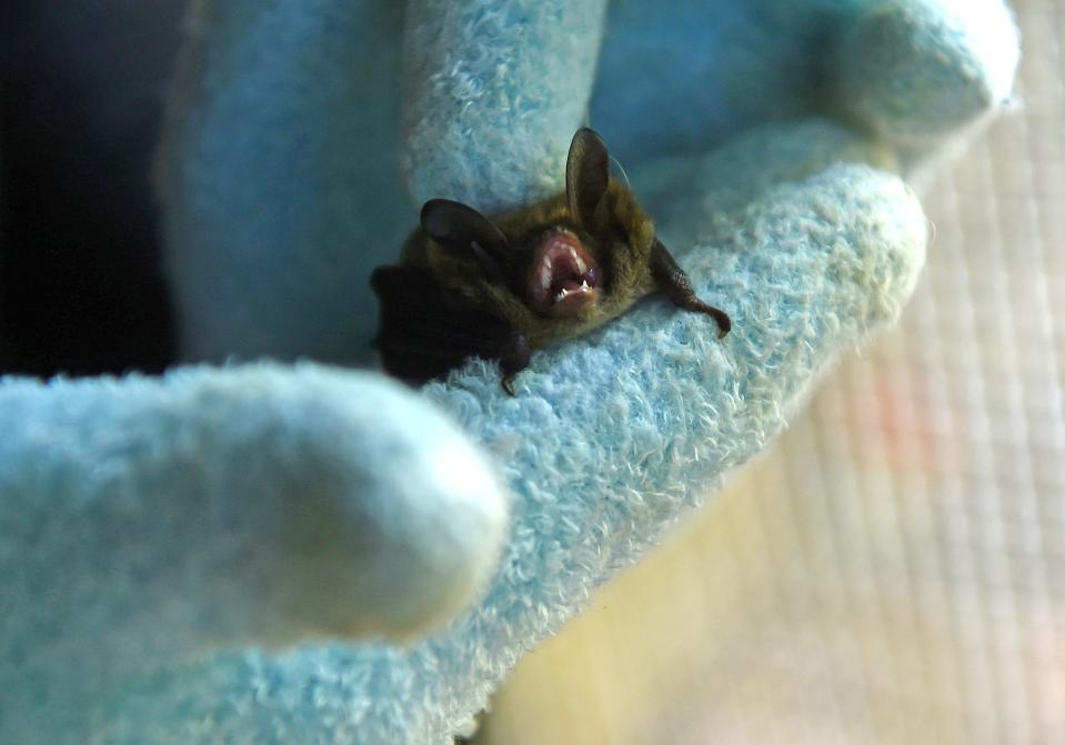 Victoria Campbell of Wild Things Sanctuary holds a small female bat which was found hanging in the Ithaca Commons in this file photo.