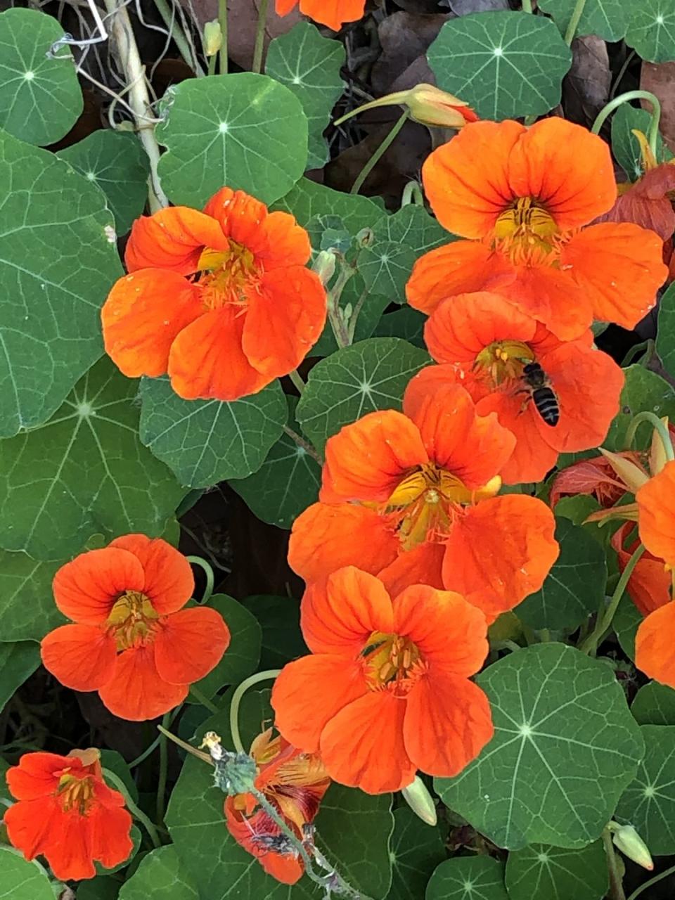 annual flowers nasturtium