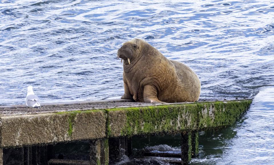 TENBY, WALES - MAY 17:  A view of an Arctic Walrus locally known as Wally resting on the Slipway to the Lifeboat house on May 17, 2021 in Tenby, Wales. The Walrus has remained at Tenby since the 21st of March making the slipway of the RNLI lifeboat house his regular resting place. While Wally sunbathes, swims and dives for seafood, he is closely monitored by volunteers from the Welsh Marine Life Rescue charity to protect him from harassment from members of the public getting too close.  (Photo by Huw Fairclough/Getty Images)