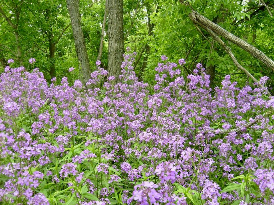 Invasive dame’s rocket has flowers of four petals, unlike the wild blue phlox that has five petals and native to Wisconsin.