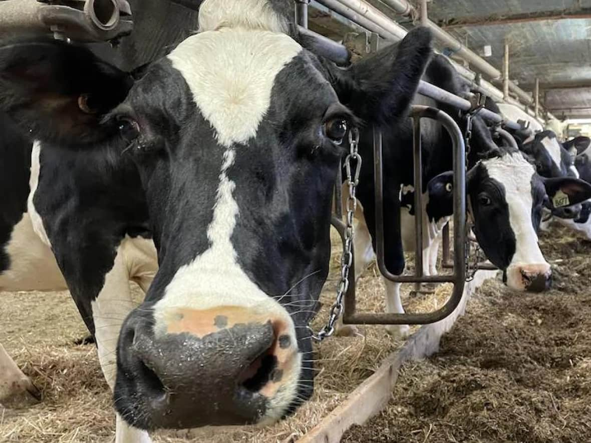 Hundreds of thousands of litres of milk are processed at the Agropur plant in Granby.  (Marie-Hélène Rousseau/Radio-Canada - image credit)