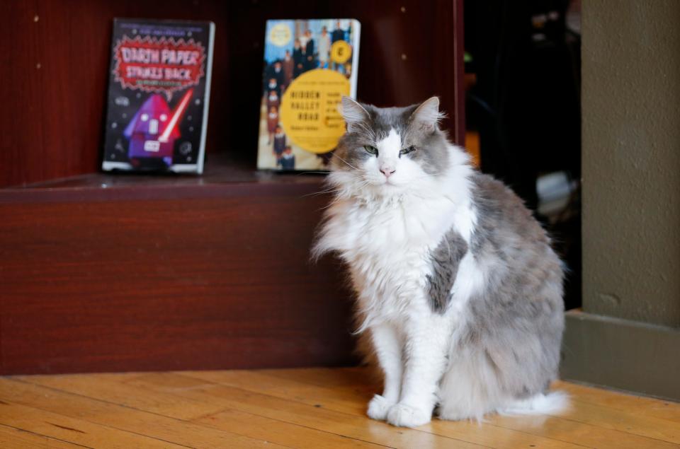 Bookmarx bookstore store cat Squash poses next to some of his favorite books on Thursday, April 27, 2023.