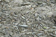Dead fish lay on the dried-up bed of the river Tille in Lux, France, Tuesday Aug. 9, 2022. Burgundy, home to the source of the Seine River which runs through Paris, normally is a very green region. This year, grass turned yellow, depriving livestock from fresh food, and tractors send giant clouds of dust in the air as farmers work in their dry fields. (AP Photo/Nicholas Garriga)