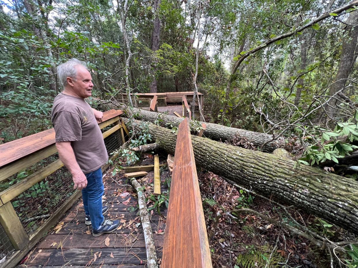 Lad Hawkins shows where the national champion loblolly bay recently fell in the Jacksonville Arboretum. The boardwalk that the Hawkins family had built so people could see the tree currently is closed to the public.