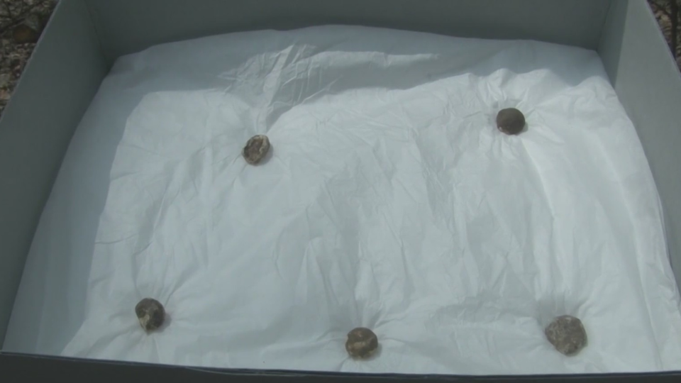 The National Park Service said archaeologists uncovered quite a few artifacts, including these musket balls, at Jumonville Glen in Fayette County. / Credit: (Photo: KDKA)