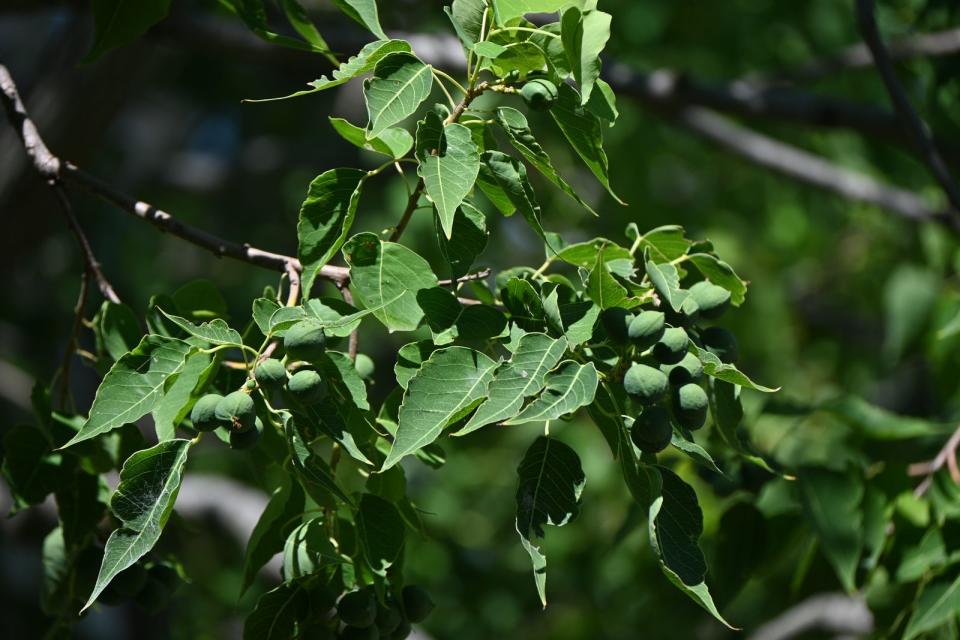 Chinesischer Talgbaum