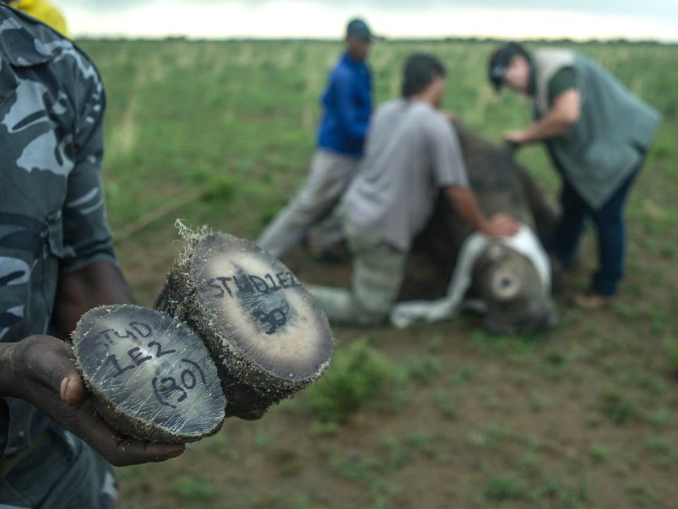 A ranger shows rhino horns to be weighed and stored at John Hume's Rhino Ranch