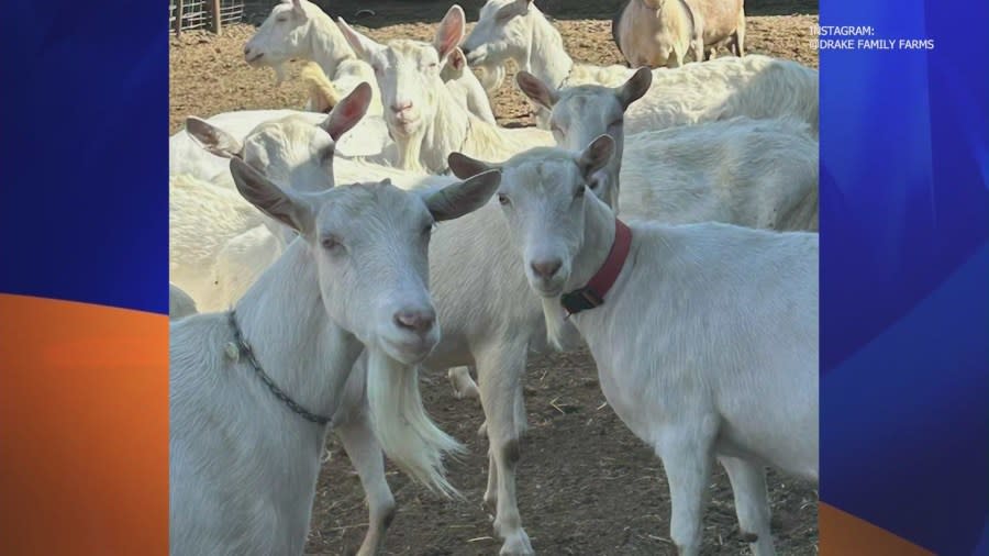 According to an Instagram post from Drake Family Farms California, the thief or thieves cut their fence and stole 12 goats. The stolen goats are Saanen, Alpine, and Nubian goats, are all tattooed and are wearing red, blue or chain collars. (IG/@drakefamilyfarmsca)