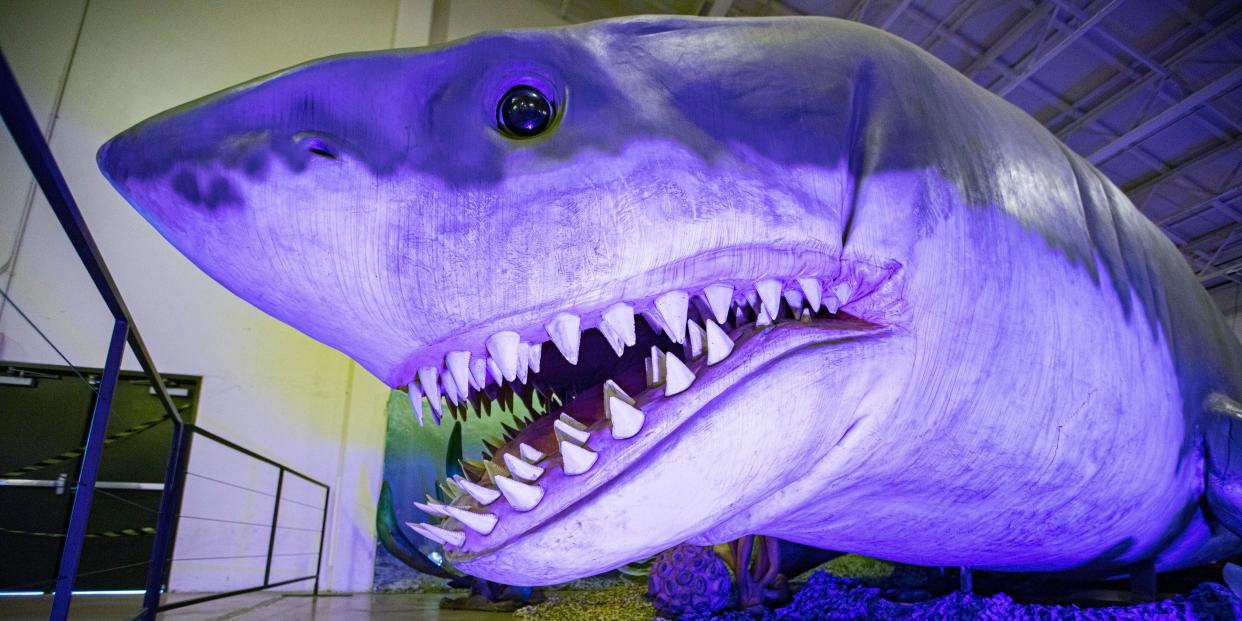 General view of an animatronic Megalodon shark during a press review of Jurassic Quest at Del Mar Fairgrounds on January 21, 2022 in Del Mar, California.