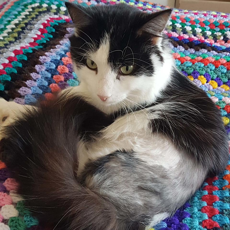 Louie the cat, formally known as Muffin, sitting on a bed in his new home.