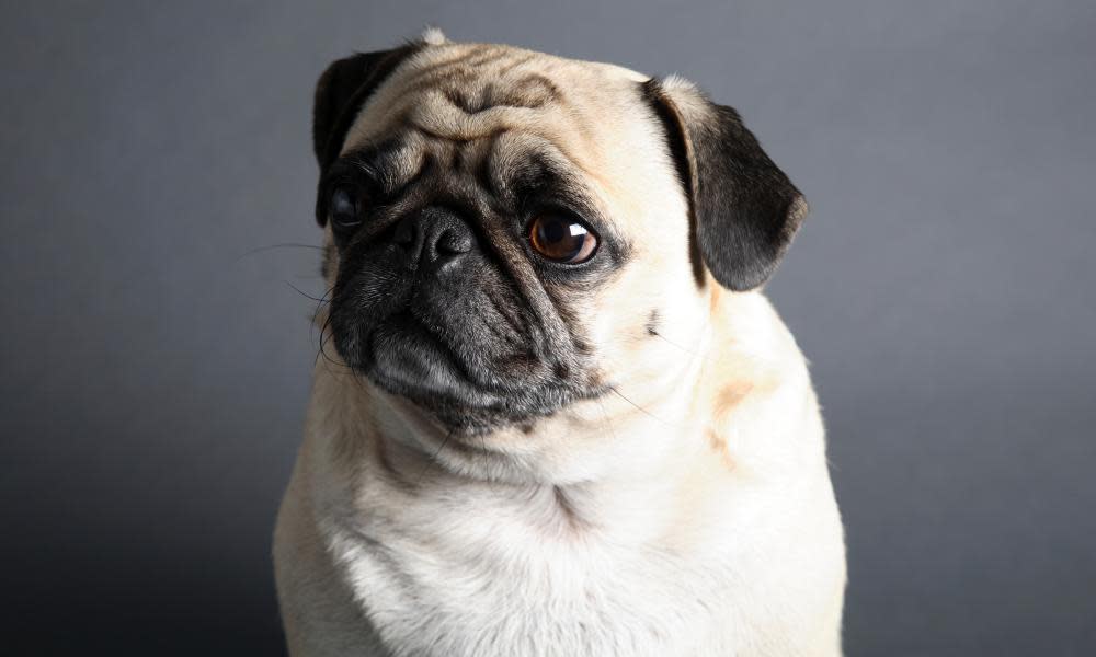 A plaintive-looking pug