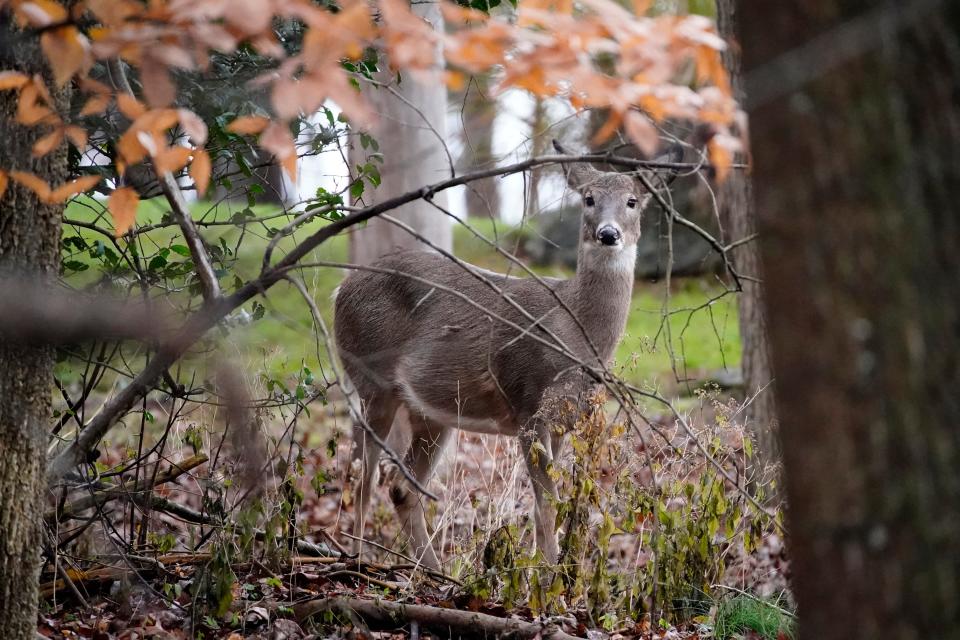 State Rep. Neil Friske (R-Charlevoix) has introduced a measure to repeal a Michigan Department of Natural Resources order requiring deer hunters to report their harvests within 72 hours.