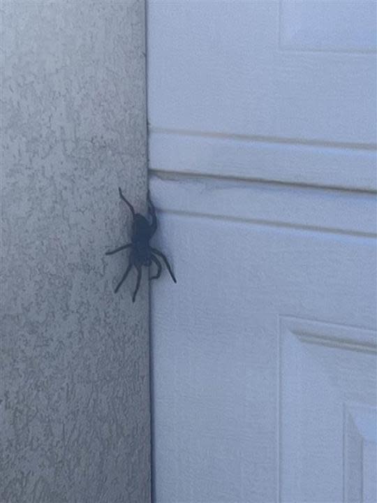 Tarantula found on a West Jordan home garage on Oct. 3, 2024. (Credit: Jennifer Gardiner)