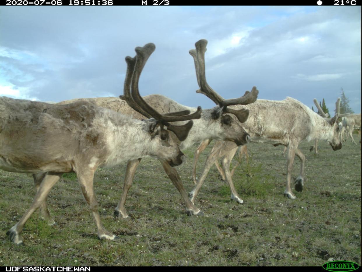 In an image captured by a motion-activated wildlife camera, a herd of caribou crosses the tundra in Wapusk National Park. The park protects winter denning areas for polar bears, summer calving grounds for the Cape Churchill herd of caribou and habitat for timber wolves, Arctic foxes, birds and dozens of other animals. (Ryan Brook/University of Saskatchewan - image credit)