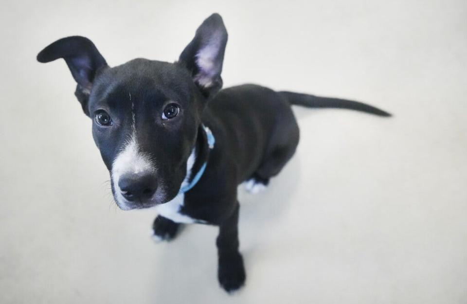 Hi! My name is Groot ID number 442752. I’m 3 months old and weigh14.2 pounds. I’m full of energy and love to play! I’m available for adoption at the Milwaukee Area Domestic Animal Control Commission located at 3839 W. Burnham Street West, Milwaukee. Ebony Cox / Milwaukee Journal Sentinel